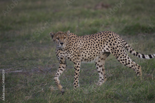 ghepardo in azione
