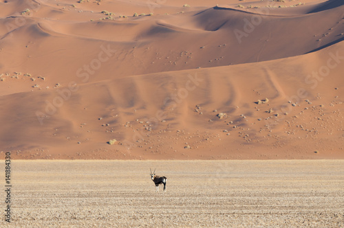 Sossusvlei, Namib desert, Namibia, Africa. photo