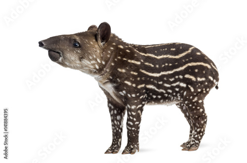 Side view of a young South american tapir, isolated on white, 41 days old