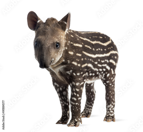Young South american tapir, isolated on white, 41 days old