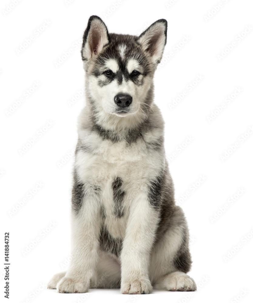 Puppy Alaskan Malamute sitting, 3 months old , isolated on white