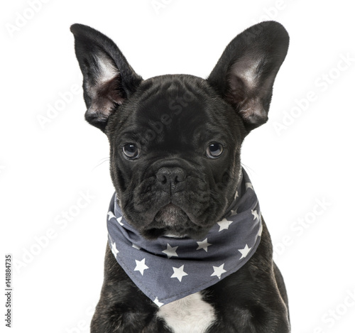 Close-up of a Black French bulldog Puppy with a starry scarf , i © Eric Isselée