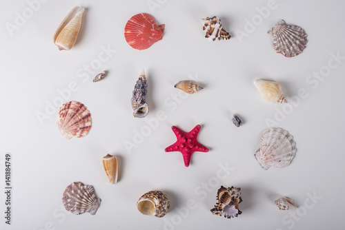 Different shells on a white background