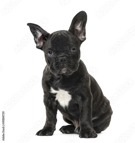 Puppy Black French bulldog sitting , isolated on white © Eric Isselée