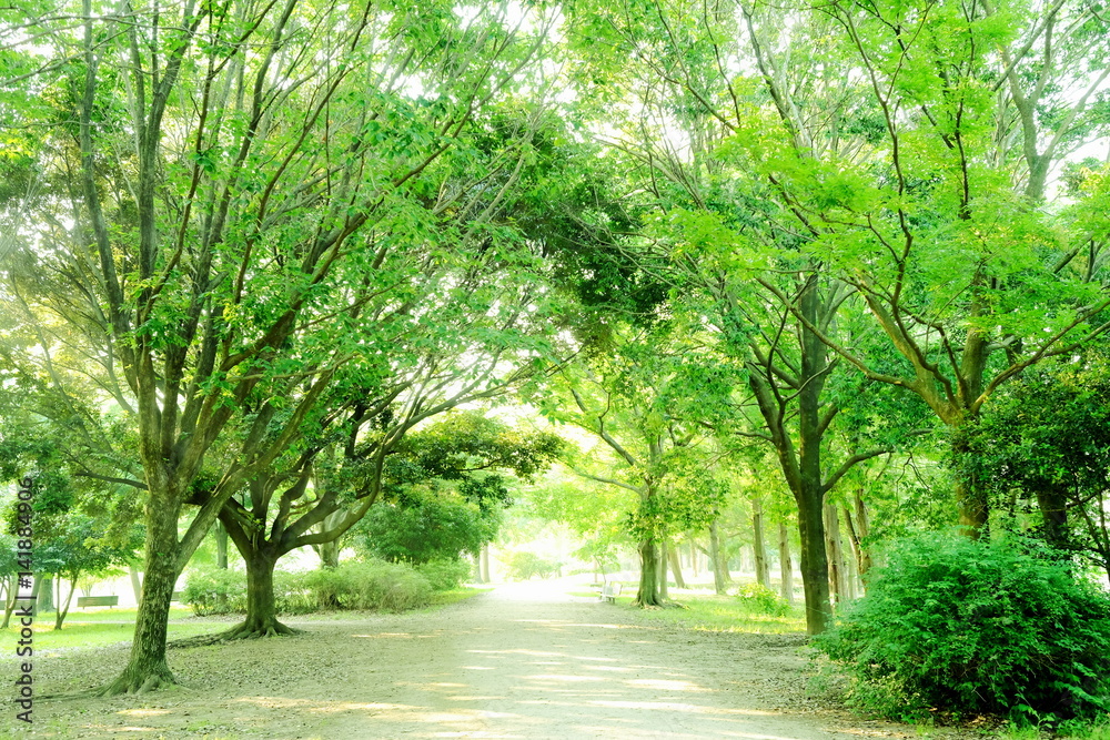 朝日が射し込む緑の並木道 朝日が射し込む緑の並木道