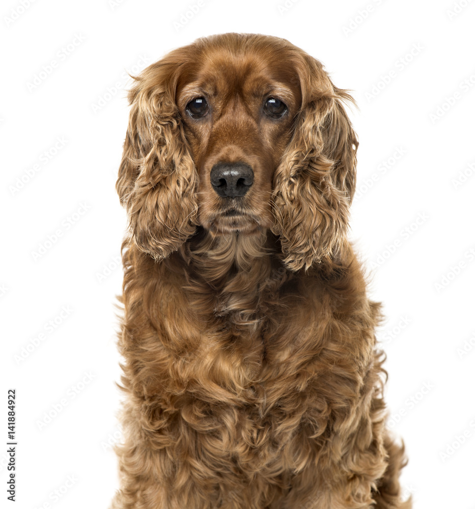 Close-up of an English Cocker Spaniel, 6 years old , isolated on white