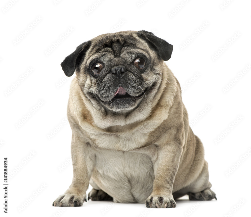 Pug sitting, 7 years old , isolated on white