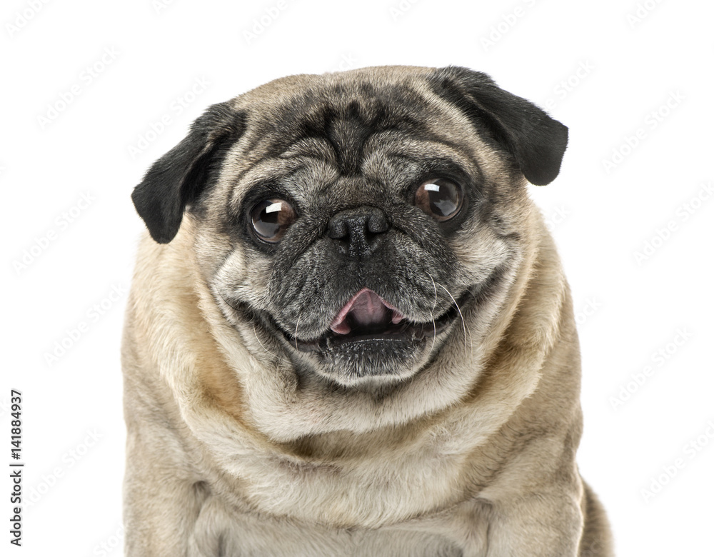 Close-up of a Pug, 7 years old , isolated on white