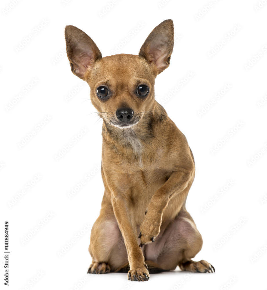 Chihuahua sitting, 3 years old , isolated on white