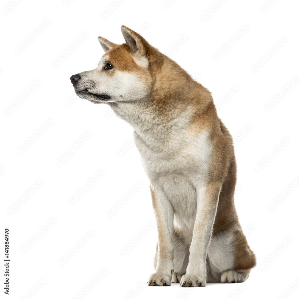 Akita Inu sitting and looking away, 22 months old , isolated on