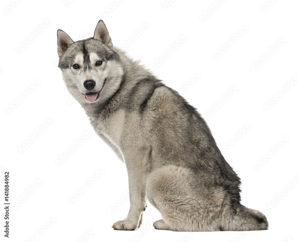 Side view of a Siberian Husky sitting, 1,5 year old , isolated o