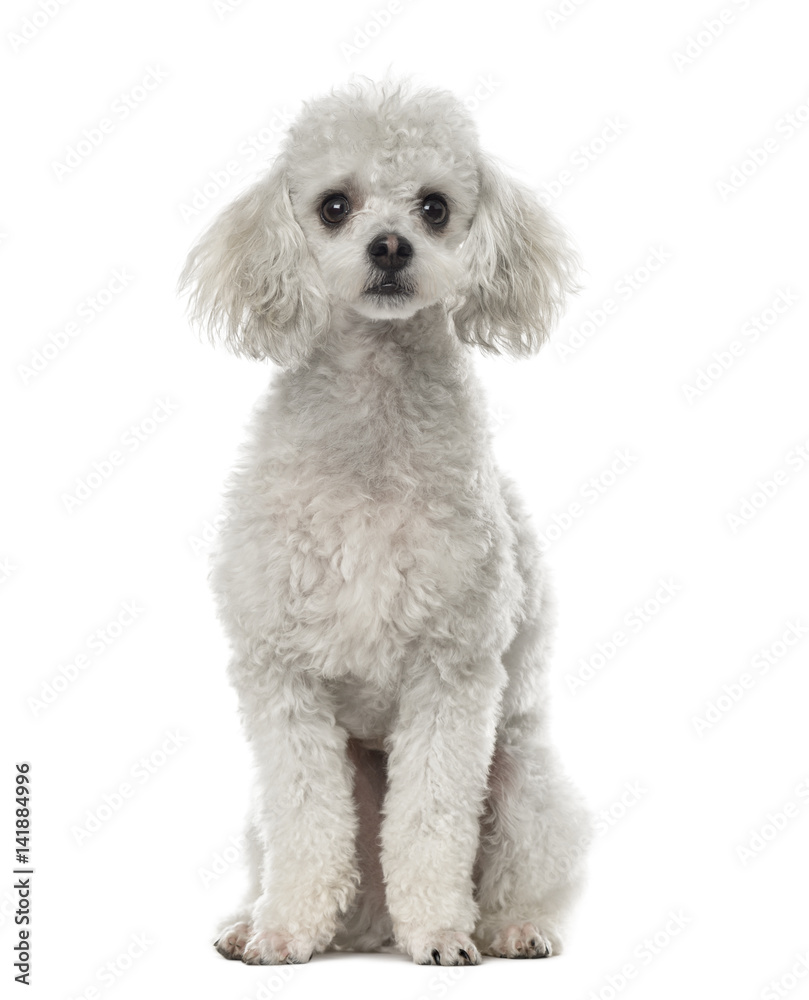 Poodle sitting, 19 months old , isolated on white Poodle sitting, 19 months old , isolated on white
