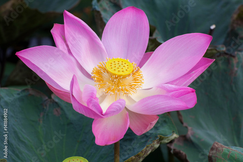 Close-up of Beauty pink lotus blossom in the pond