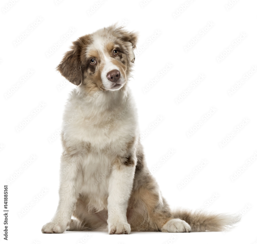 Puppy Australian Shepherd sitting, 4 months old , isolated on wh