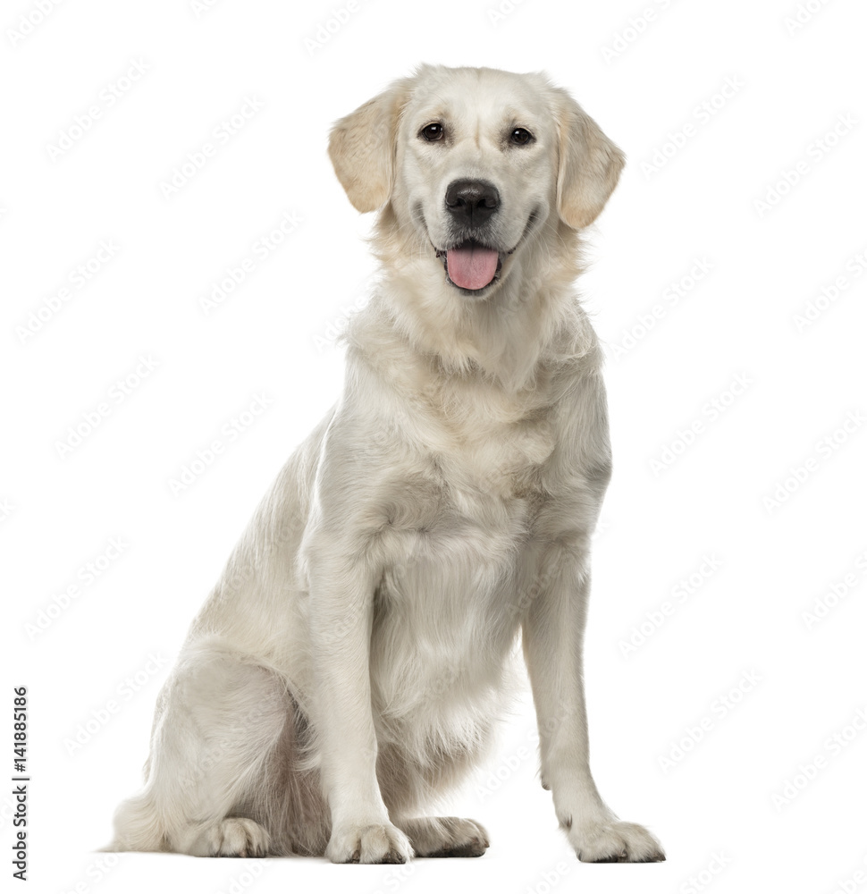 White Golden Retriever sitting, 19 months old , isolated on white White Golden Retriever sitting, 19 months old , isolated on white