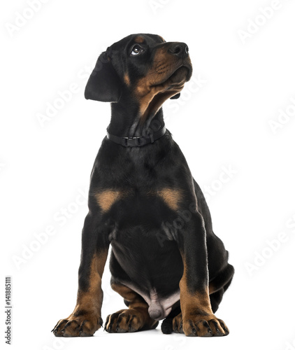 Doberman Pinscher sitting and looking up, 7 weeks old , isolated