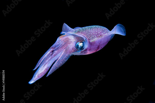 Squid photo