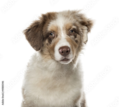 Close-up of a Australian Shepherd puppy, 4 months old , isolated © Eric Isselée