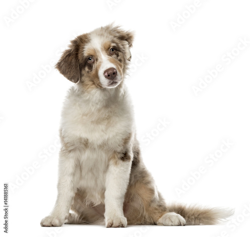 Puppy Australian Shepherd sitting  4 months old   isolated on wh
