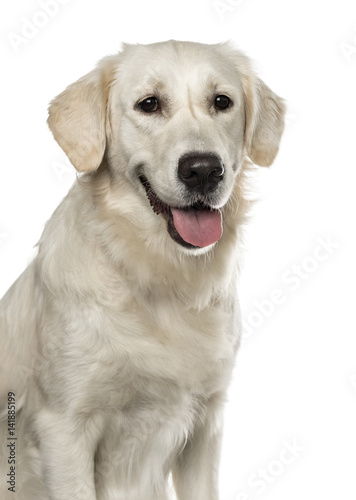 Close-up of a Golden Retriever panting, 19 months old , isolated