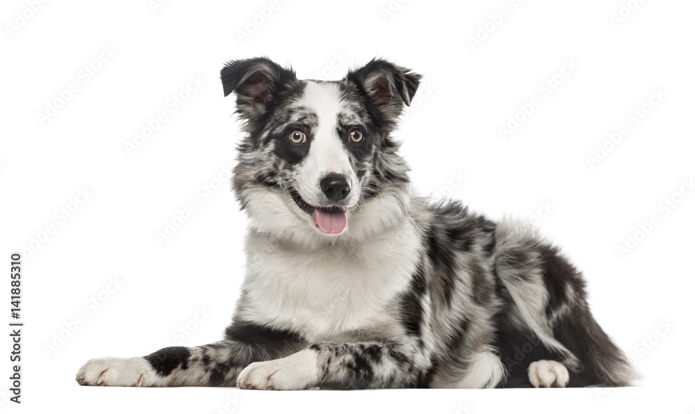Border Collie lying and panting, 7 months old, isolated on white Border Collie lying and panting, 7 months old, isolated on white