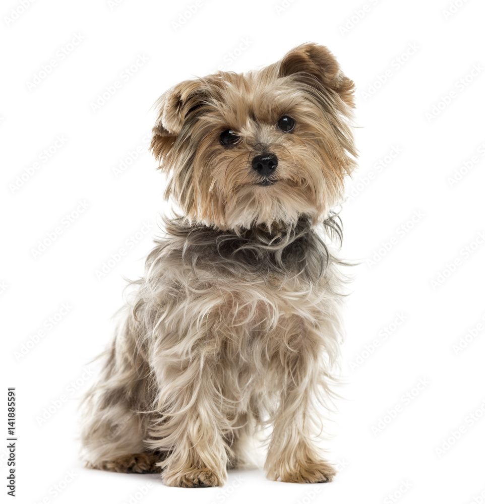 Yorkshire Terrier sitting, isolated on white Yorkshire Terrier sitting, isolated on white