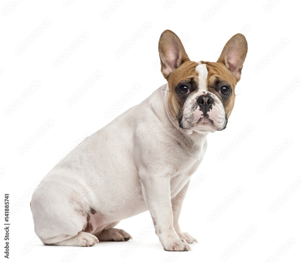 Side view of a French Bulldog sitting and looking at the camera,