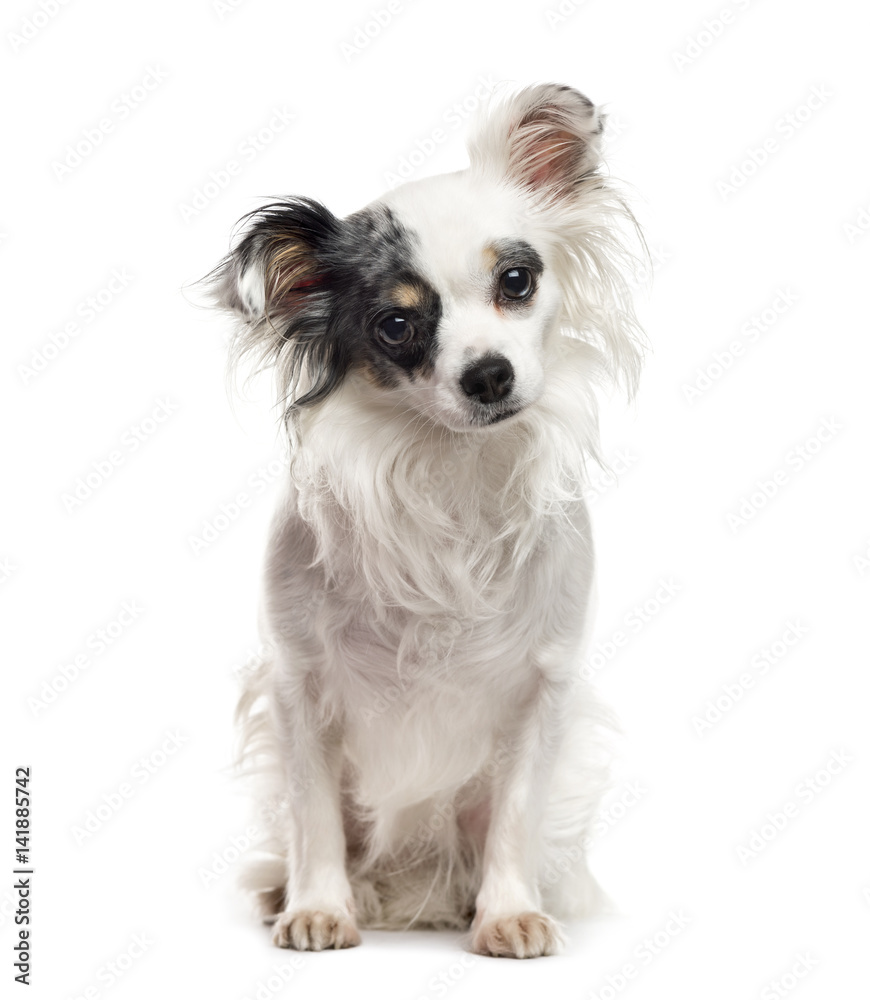 White and black Chihuahua sitting, isolated on white White and black Chihuahua sitting, isolated on white