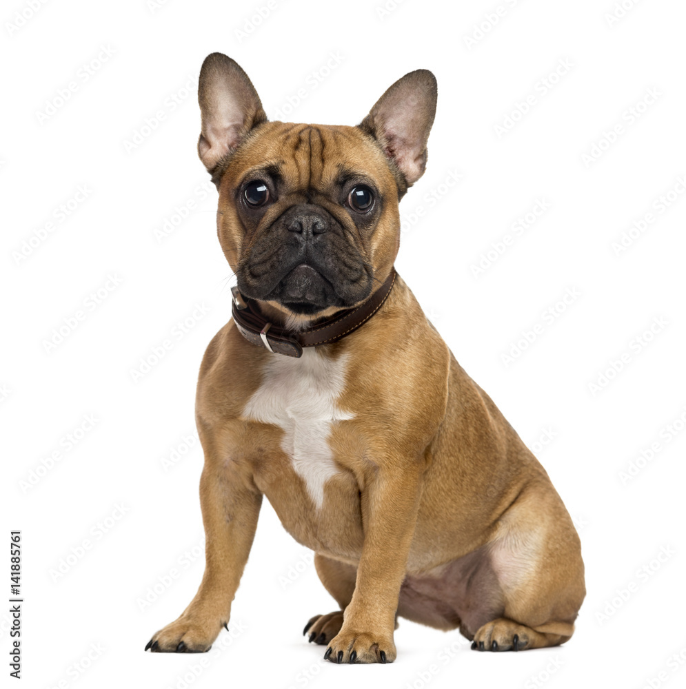 French Bulldog sitting and looking at the camera, isolated on wh