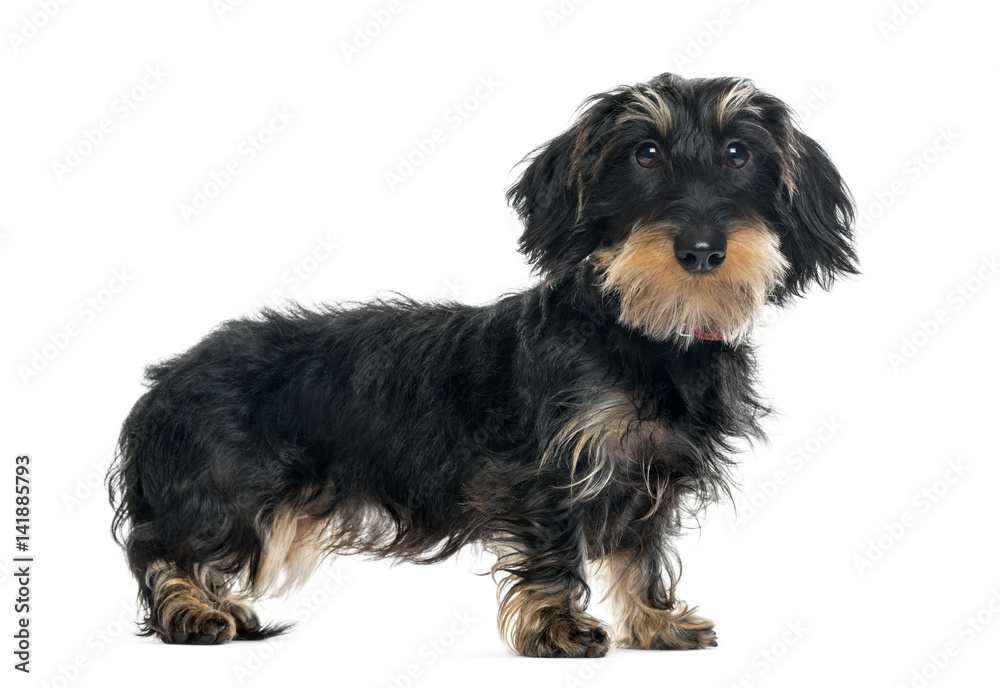 Daschund standing and looking at the camera, 1 year old, isolated on white Daschund standing and looking at the camera, 1 year old, isolated on white