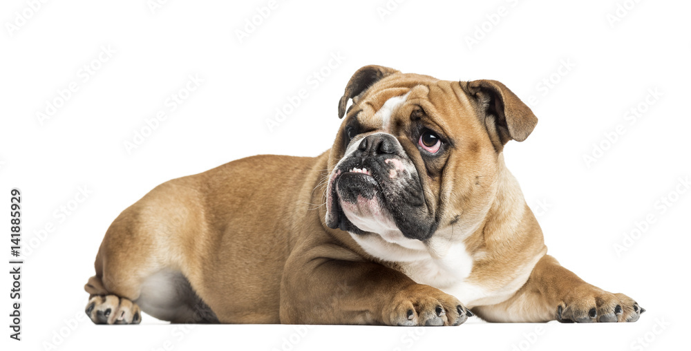 English Bulldog lying and looking up, 11 months old, isolated on white