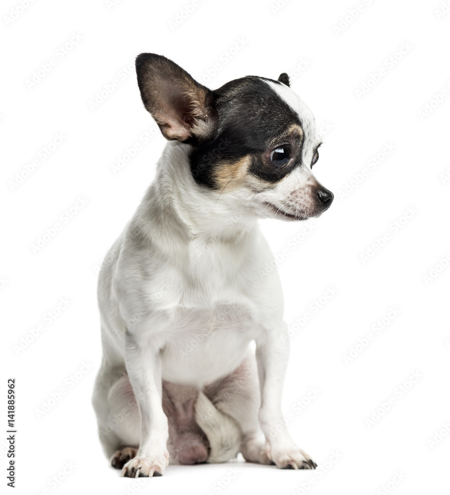 Chihuahua sitting and looking down, 1 year old, isolated on whit