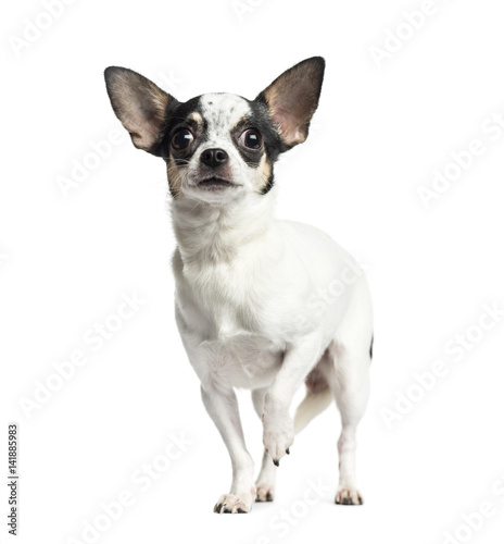 Chihuahua standing and looking up, 1 year old, isolated on white