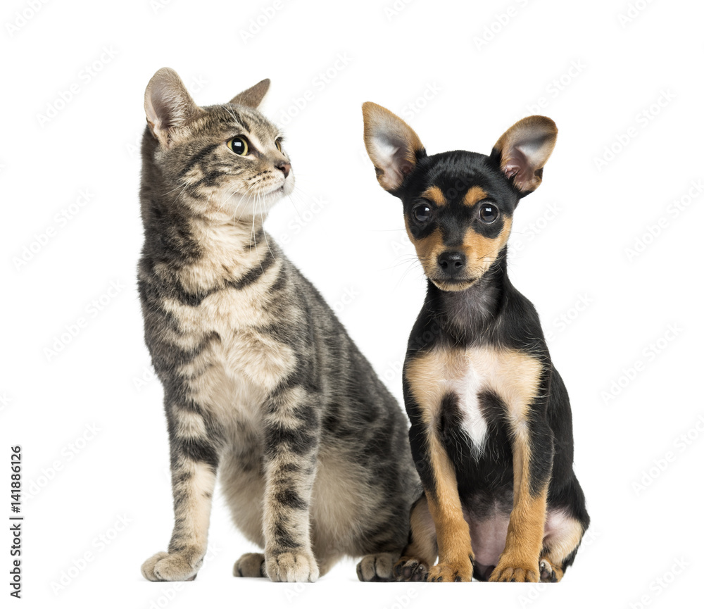German Pinscher puppy , 2 months old and a cat , isolated on white