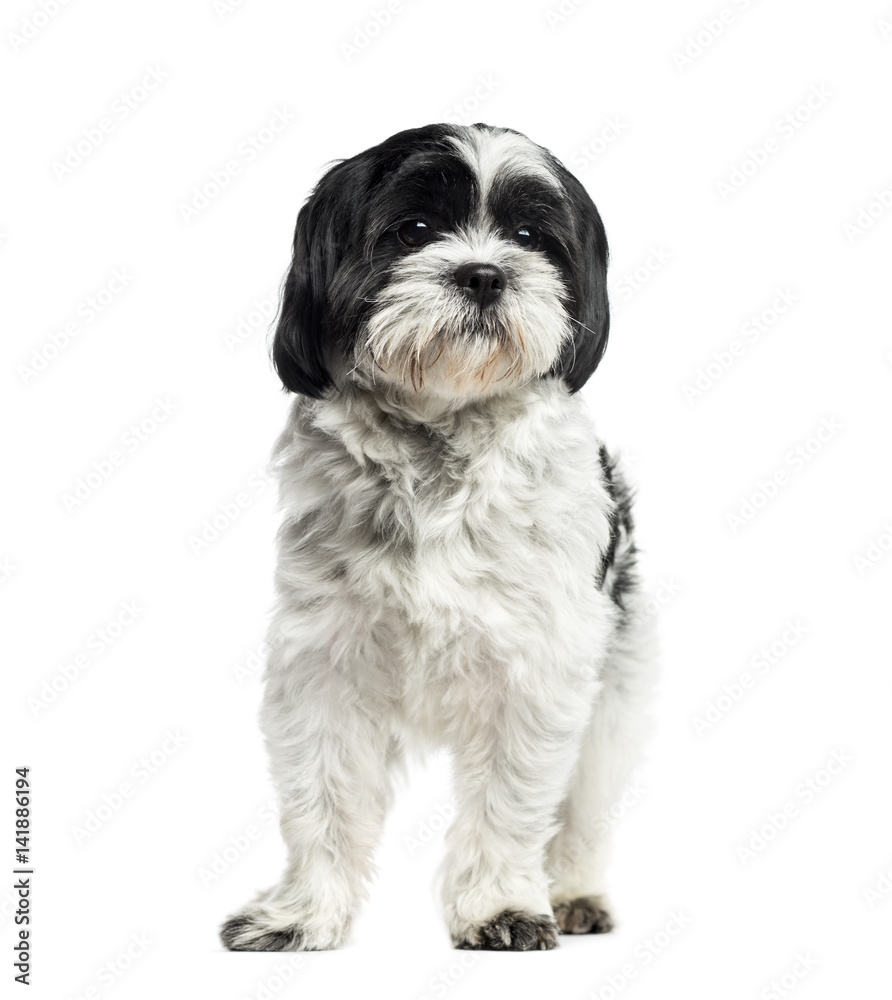 Shih Tzu standing, 2 years old, isolated on white Shih Tzu standing, 2 years old, isolated on white