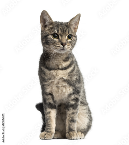European cat sitting, isolated on white © Eric Isselée