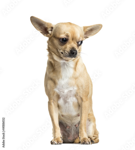 Brown Chihuahua sitting, 18 months old, isolated on white