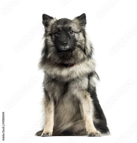 German Spitz sitting, 11 months old, isolated on white