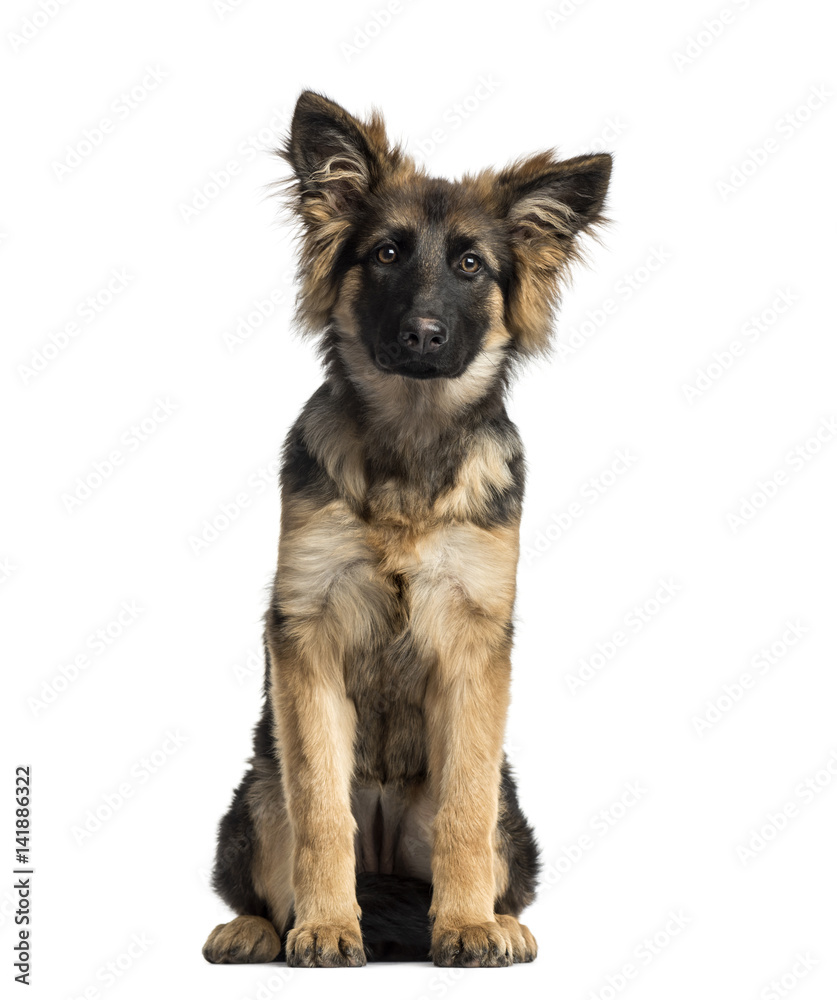 Puppy German Shepherd Dog sitting, 4 months old, isolated on whi Puppy German Shepherd Dog sitting, 4 months old, isolated on whi