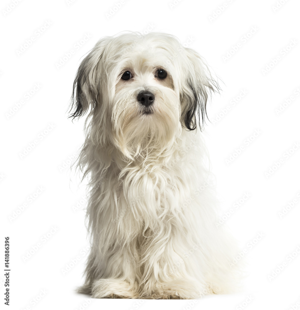 Puppy Shih Tzu sitting, 6 months old, isolated on white