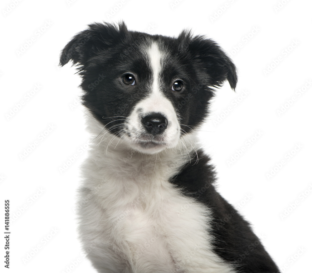 Close-up of a puppy border collie, 4 weeks old, isolated on whit