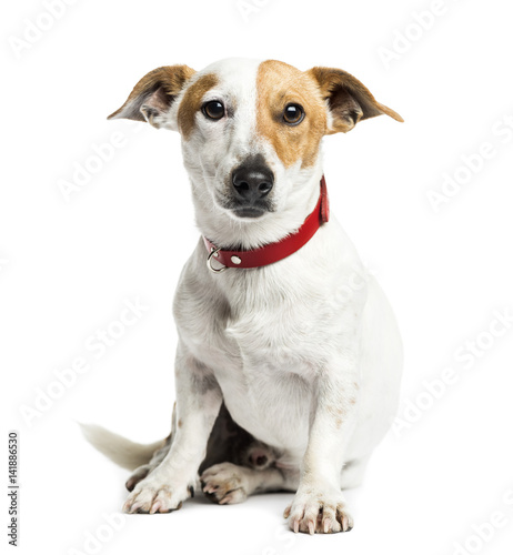 Fototapeta Naklejka Na Ścianę i Meble -  Jack Russell Terrier sitting, 1 year old, isolated on white