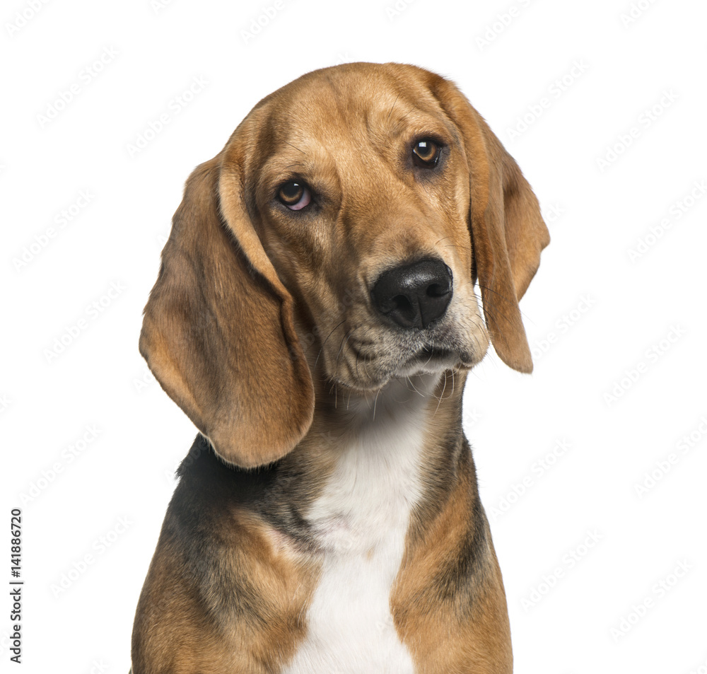 Close-up of a Basset Hound, isolated on white