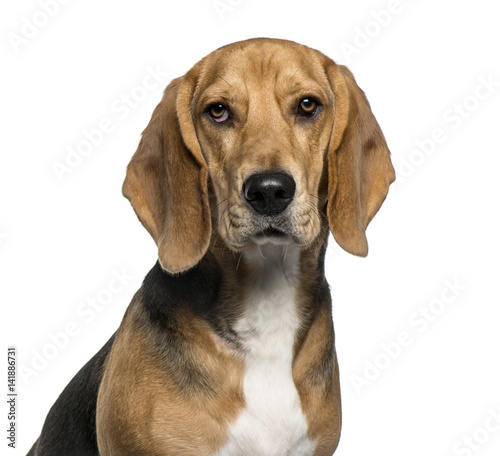 Close-up of a Basset Hound  isolated on white