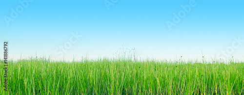 Green grass and blue sky. Nature background
