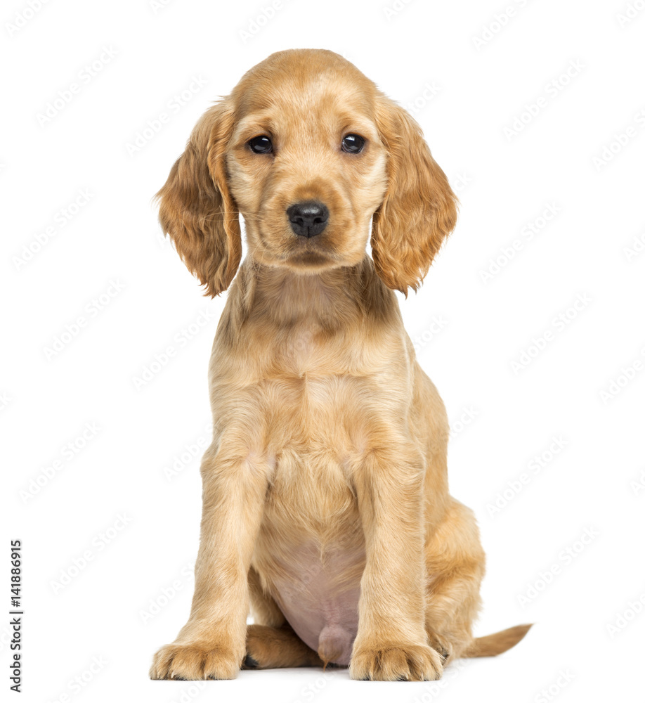 Puppy English Cocker Spaniel sitting, 9 weeks old, isolated on white