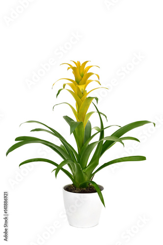 Slika na platnu yellow Bromeliad Guzmania plant