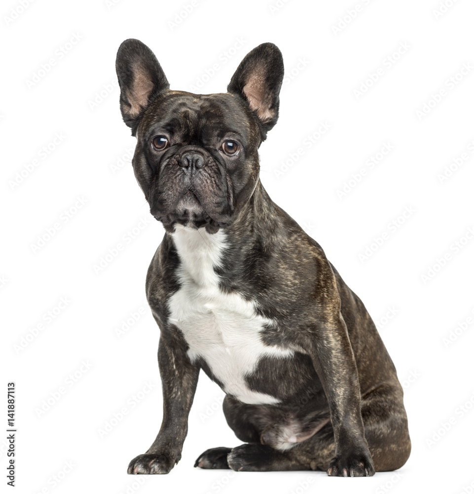 French Bulldog sitting, 2 years old, isolated on white