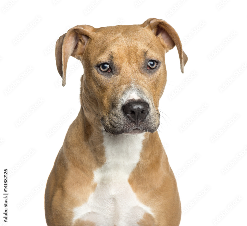 Close-up of an American Staffordshire Terrier, 8 months old, iso