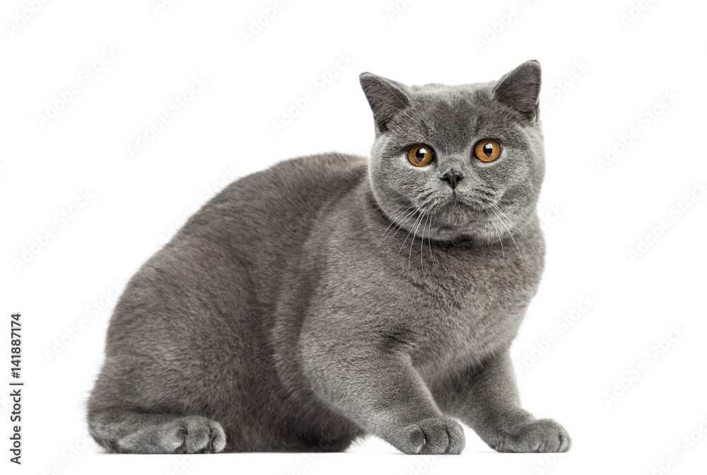 British Shorthair afraid, 7 months old, isolated on white